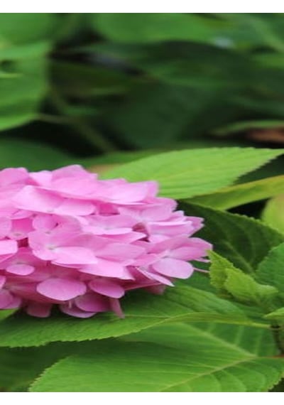 Videolu 1 Adet Pembe Ortanca Çiçeği Fidanı 30-40 Cm Tüplü Çiçekli Bodur Bitkiler Hydrangea