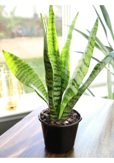 Yeşil Kılıç Bol Köklü 20-40cm Dolgun Bitki Ev, Ofis, Salon Kullanımı