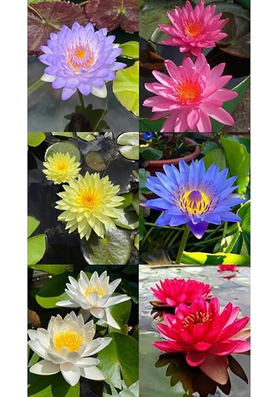 15 Adet Lotus Çiçeği Tohumu Nilüfer Çiçeği Karışık Renkli Orjinal Lotus Su Ve Toprakta Yetişir