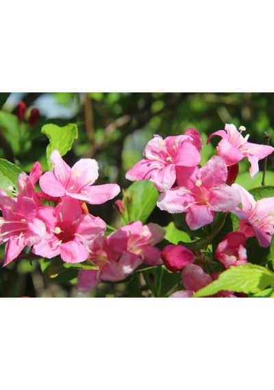 Gelin Tacı Weıgela Florıda Pembe Çiçekli Vangelya 30-40 Cm S
