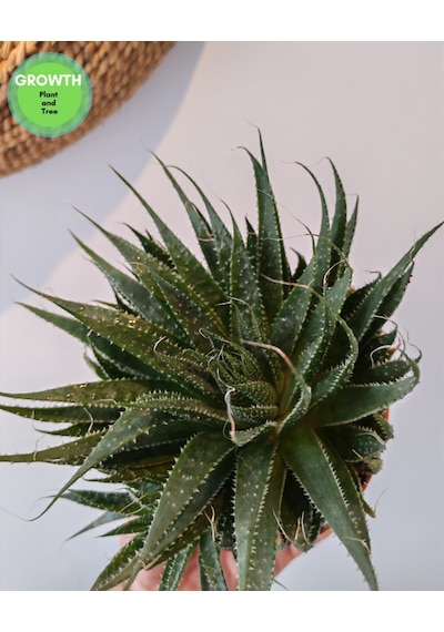 Aloe Aristata Sukulent 1 Adet