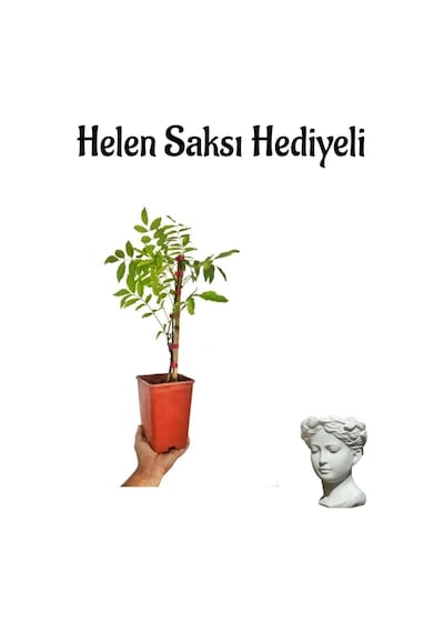 Mor Salkım Çiçeği Fidanı Sevgililer Gününe Özel Helen Saksı Hediyeli
