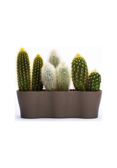 Poliwork Üçlü Kaktüs Saksı 8,5 Cm 01487670