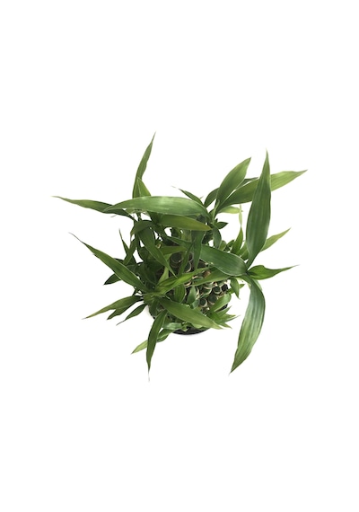 Lucky Bamboo (Şans Bambusu) Ø10,5 CM Y15-20 CM