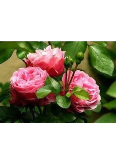 Minyatür Gül Fidanı Pembe - 10 Adet