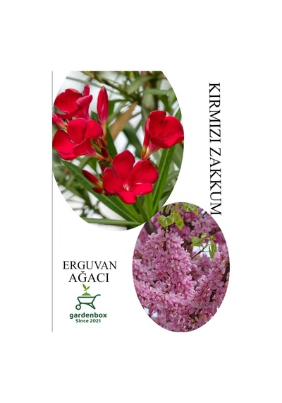 Kırmızı Zakkum Çiçeği 1 Adet 30-60cm- Pembe Erguvan Ağacı Fidanı 1adet 50-70cm