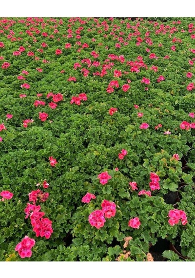 Ceylan Gözü Sardunya Fidanı Beyaz 10-20 Cm