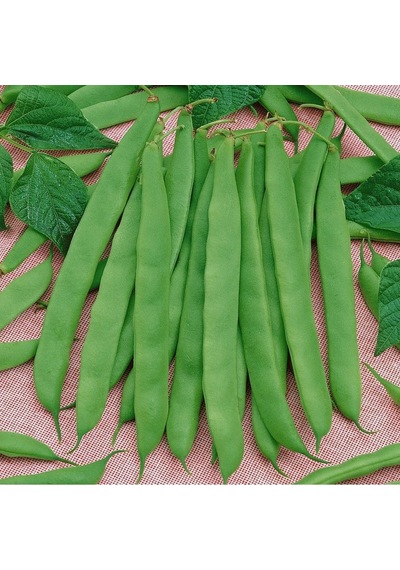 Ayşe Sırık 4f89 Fasulye Tohumu 25 Gram