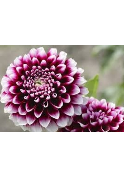 10 Adet Yıldız Çiçeği Tohumu Karışık Dahlia Yıldız Çiçek Tohumu S N114144
