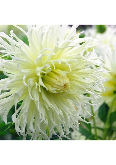 Dev Çiçekli White Lace Dahlia Yıldız Çiçeği Yumrusu 1  Adet