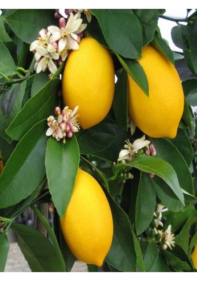 Videolu Mis Kokulu 1 Adet Yediveren Limon Fidanı 80-100cm Saksılı Lemon Sapling