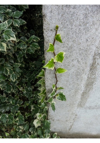 Alacalı Büyük Yapraklı Duvar Sarmaşığı 40 60cm 1 Adet Dış Mekan Hedera Helix Variegata