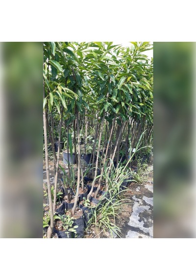Kestane Fidanı Hacı Ömer 100-140 Cm Tüplü