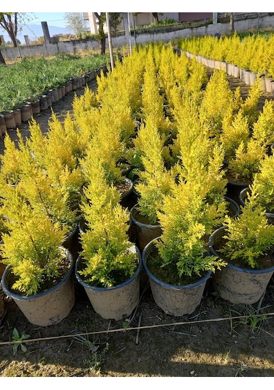 (8 Adet) Üreticiden Limon Çamı, Limon Servi, +40 Cm. Üzerinde,