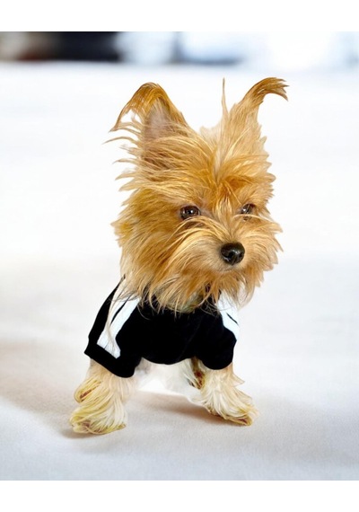 Black Adidog Kapşonlu Sweatshirt Köpek Kazağı