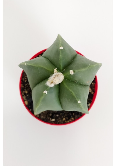 Astrophytum Myriostigma Quadricostatum Nadide Tür Nadir Özel