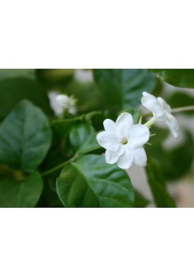 Serada Decor Plant Ful Yasemin Çiçeği 70 Cm Beyaz Yasemin