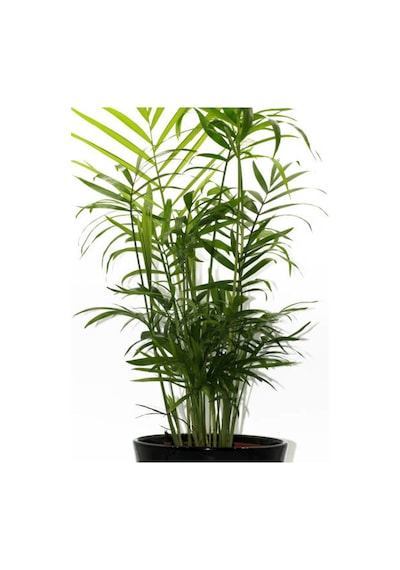 Videolu Areka Palmiyesi 1 Adet Saksılı 100-120cm Ev Ofis Dekoratif Canlı Bitki Dypsis Lucentes
