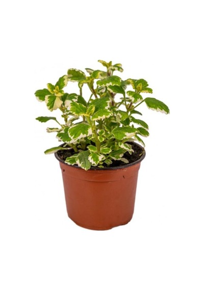 Mis Kokulu Plectranthus Forsteri Çiçeği Saksılı 1 Adet 10-20cm