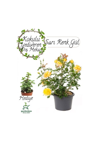 Yediveren Sarı Renk Gül Fidanı 1 Adet Saksılı 30-60cm+ Yeşim Çiçeği