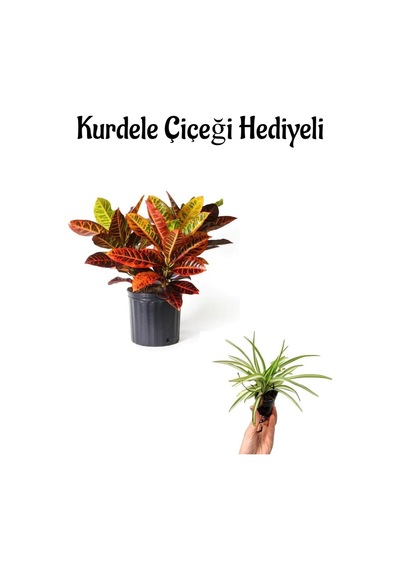 Renkli Yapraklı Kraton Çiçeği Sevgililer Gününe Özel Kurdele Çiçeği Hediyeli Bitki