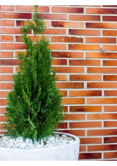 Videolu Leylandi Çit Bitkisi 10 25 Cm 10 Adet Tüplü Dış Mekan Bitkisi Cupressus Leylandii