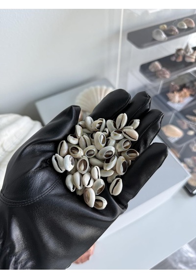 160 Adet Deniz Kabugu/kesik Anullus/tazı Boncugu / 1-2 Cm Diğer