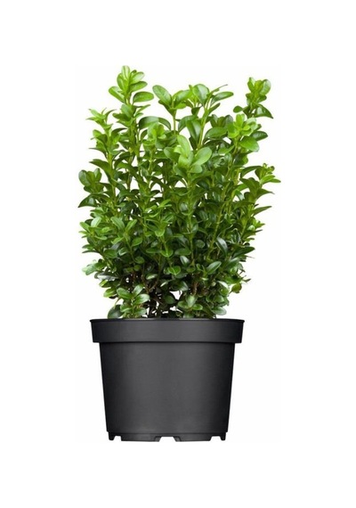 Tüplü Şimşir Buxus Sempervirens Fidanı 30-40 Cm