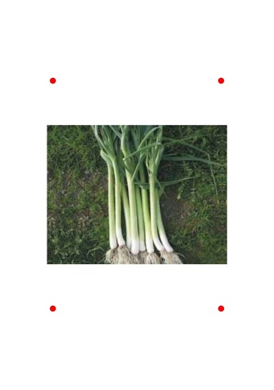 Uzunbilek Pırasa Tohumu - 10 Gr