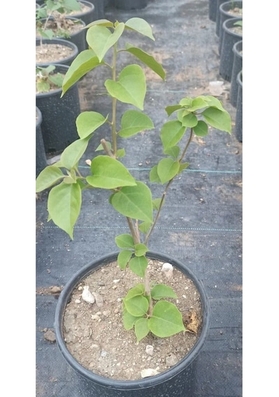 Uzaybahçesi Begonvil Fidanı Beyaz Renk 50-100 Cm