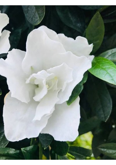 Videolu 1 Adet Hediyelik Mis Kokulu Gardenya Çiçeği 25-35 Cm Saksılı Iç Mekan Gardenia