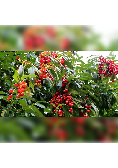 Güz Karayemişi Özel Ürün 80 120 Cm Tüplüdür