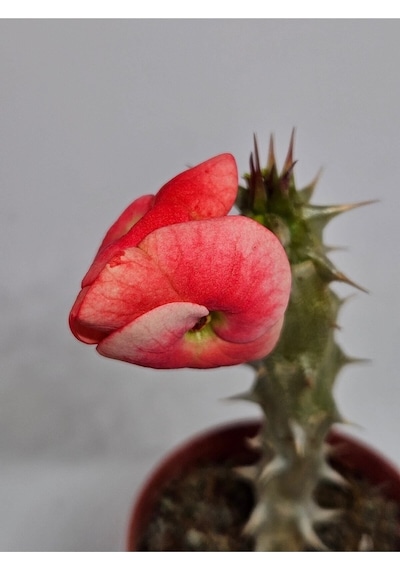 Taylanda Mili - Dikenler Tacı Iri Ebrulî Çiçek Açan Bitki Boyu 5-7 Cm'dir 5.5cm Saksılı-9088096634096