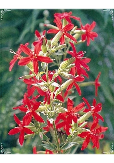 10 Adet Rare Red Hat Silene Transplant Tohumu