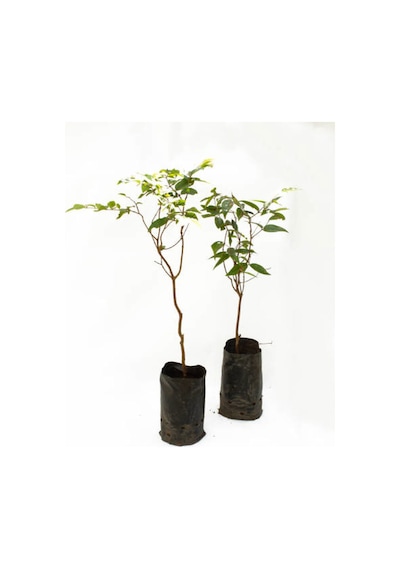 Videolu Hoş Kokulu 3 Adet Pembe Oya Ağacı Fidanı 30-65cm Tüplü\saksılı Lacebark Pine Sapling