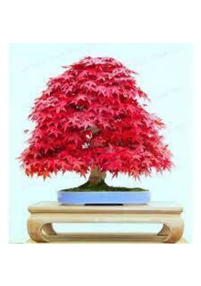 5 Adet Tohum Bodur Bonsai Kırmızı Japon Red Maple Ağacı Bonzai Tohumu Süpriz Hediye Bonsai Tohumu