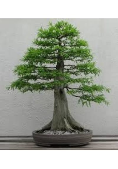 Bodur Lübnan Sediri Bonzai Ağacı Tohumu 5 Tohum + Bonsai Tohumu