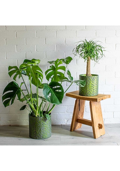 Monstera - Deve Taban 40- 60 Cm
