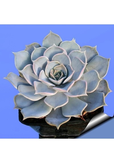 Echeveria Lilacina Var Sukulent Bitki