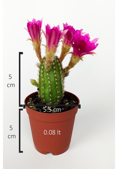 Yılan Kaktüs Fuşya Çiçekli Pilosocereus Silvestrii Hibrit Nadir