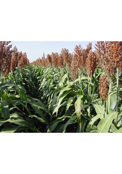 Sorgum Sudan Otu Tohumu 1 KG N118064