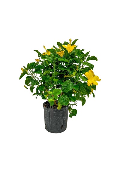 Fort Myers Yellow Sarı Japon Gülü Fidanı Canlı Sarı Çiçekli Hibiscus Rosa-sinensis 40 100 Cm