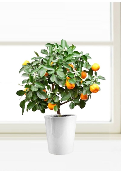 Bodur Bonsai Mandalina Ağacı Tohumu Mandalin Ağacı Tohumu 5 Adet Tohum