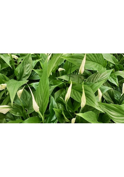 Barış Çiçeği Spathiphyllum 60+ Cm -  Salon Ofis Bitkisi 2733