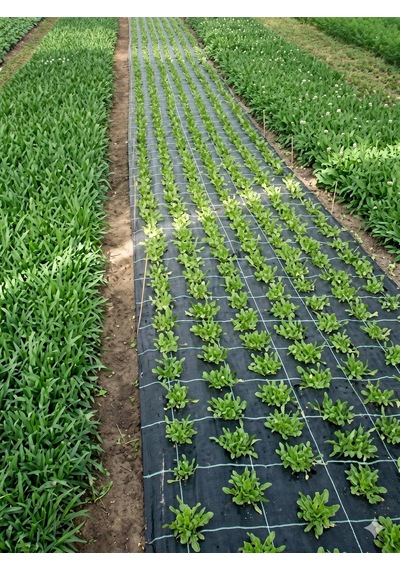 Sera Taban Örtüsü - 1,50 Mt. X 70 Mt. - Uv Katkılı - 90gr/m2