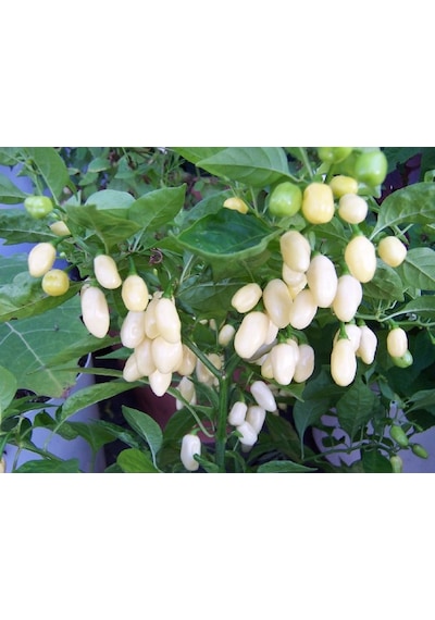10+ Beyaz Habanero Dünyanın En Acı Biber Tohumu
