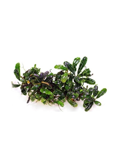 Bucephalandra Vampire Saksı Canlı Bitki