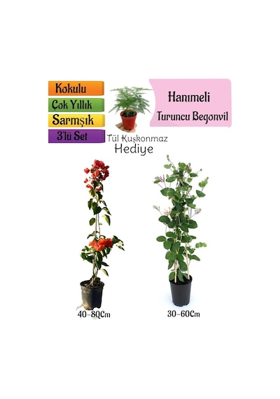 Turuncu Begonvil+kokulu Hanımeli Çiçeği+tül Kuşkonmaz 3'lü Peyzaj Seti