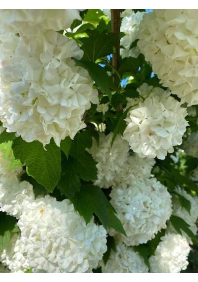 Videolu Kartopu Çiçeği Fidanı 1 Adet 30-60cm Saksılı\tüplü Viburnum