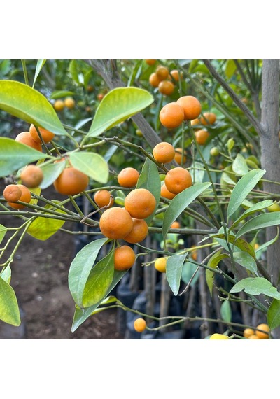 Yenilebilir Bol Meyveli Mini Süs Mandalina Fidanı, 130 Cm Üzeri Tüplü Ve Aşılı